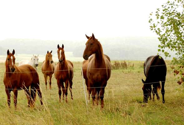 Horse riding