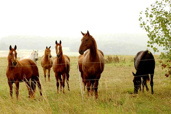 Horse riding