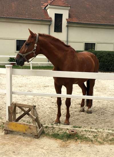 Horse riding